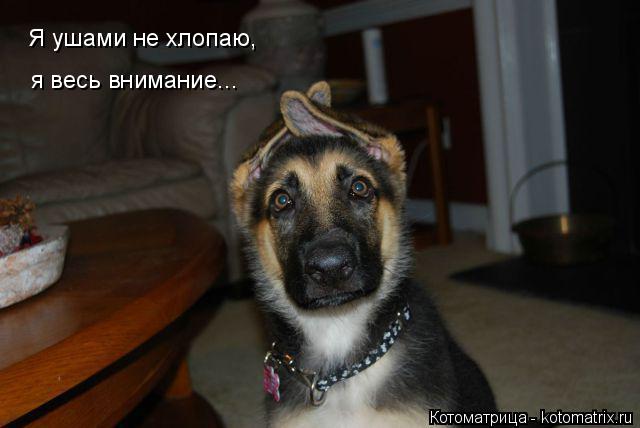 Котоматрица: Я ушами не хлопаю, я весь внимание...