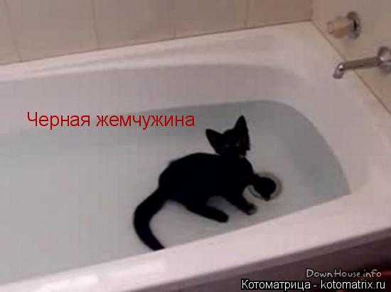 Котоматрица: Черная жемчужина