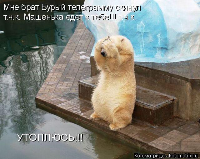 Котоматрица: Мне брат Бурый телеграмму скинул т.ч.к. Машенька едет к тебе!!! т.ч.к. УТОПЛЮСЬ!!!