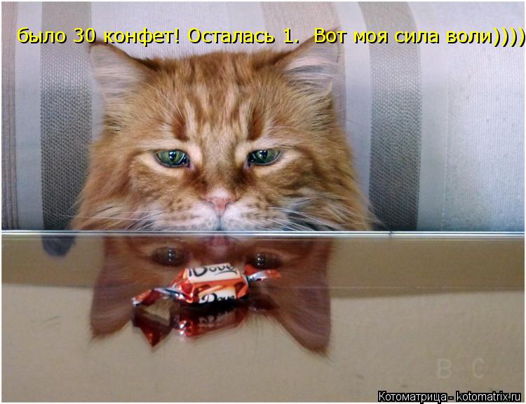 Котоматрица: было 30 конфет! Осталась 1.  Вот моя сила воли))))