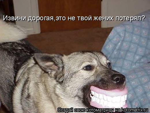 Котоматрица: Извини дорогая,это не твой жених потерял?