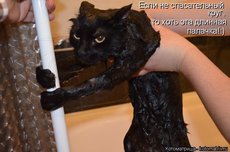 Котоматрица: Если не спасательный  круг , то хоть эта длинная палачка!:)