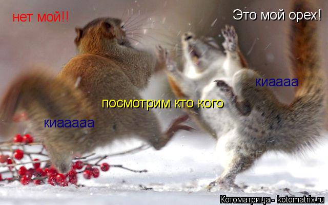 Котоматрица: Это мой орех! нет мой!! посмотрим кто кого киааааа киаааа
