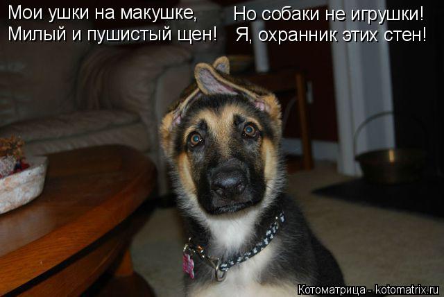 Котоматрица: Мои ушки на макушке, Милый и пушистый щен! Но собаки не игрушки! Я, охранник этих стен!
