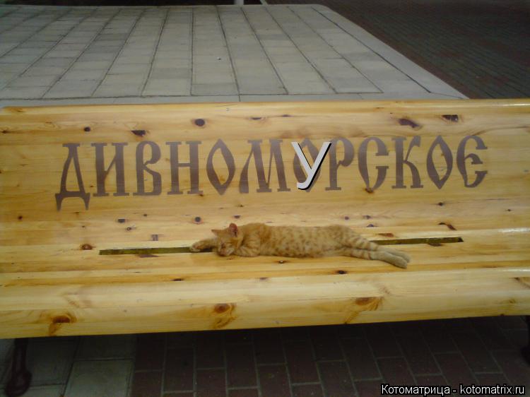 Котоматрица: У