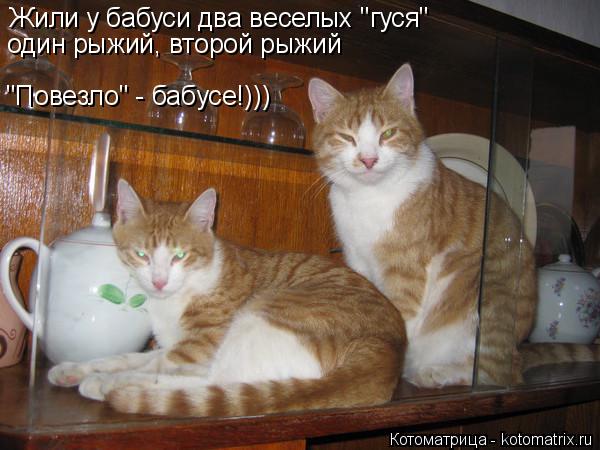 Котоматрица: Жили у бабуси два веселых "гуся" один рыжий, второй рыжий "Повезло" - бабусе!)))
