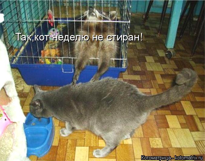 Котоматрица: Так,кот неделю не стиран!