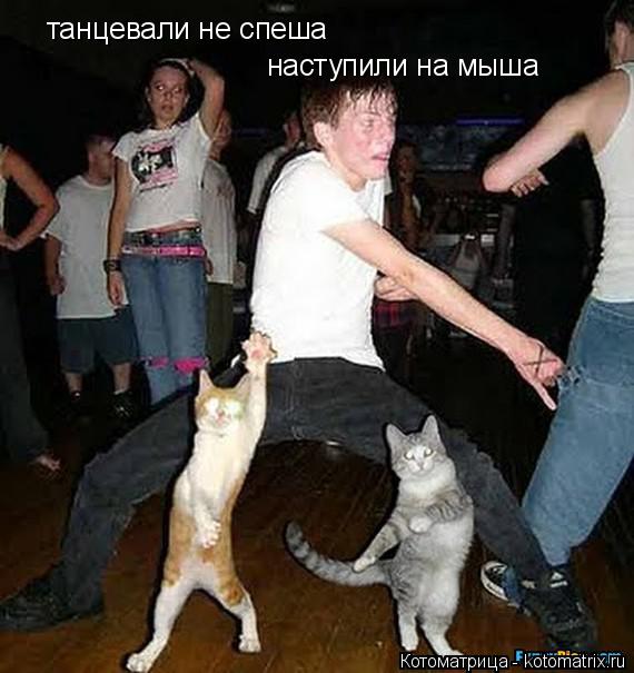 Котоматрица: танцевали не спеша наступили на мыша