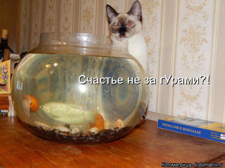 Котоматрица: Счастье не за гУрами?!