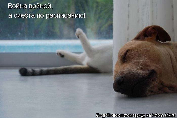 Котоматрица: Война войной, а сиеста по расписанию!