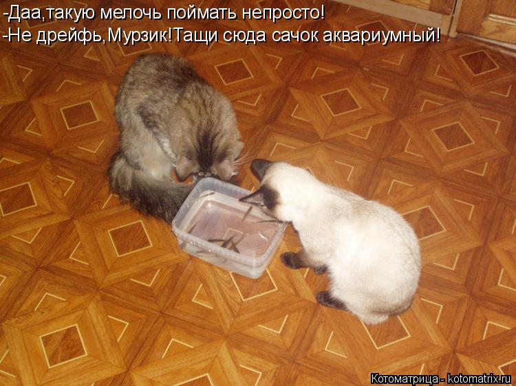 -Даа,такую мелочь поймать непросто! -Не дрейфь,Мурзик!Тащи сюда сачок аквариумный!... Котоматрица: -Даа,такую мелочь поймать непросто! -Не дрейфь,Мурзик!Тащи сюда сачок аквариумный!