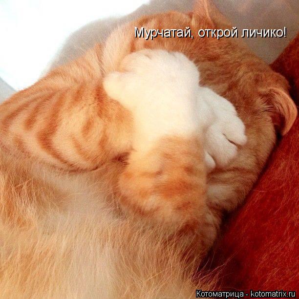 Котоматрица: Мурчатай, открой личико!