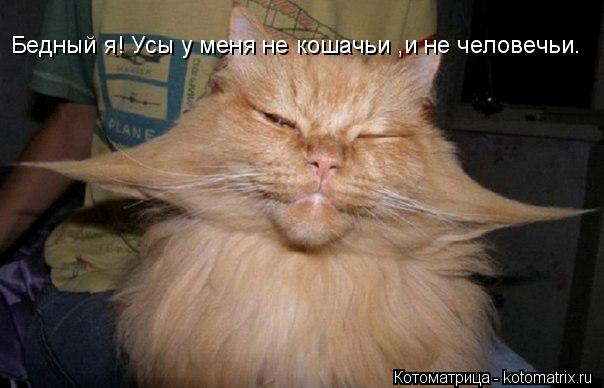 Бедный я! Усы у меня не кошачьи ,и не человечьи.... Котоматрица: Бедный я! Усы у меня не кошачьи ,и не человечьи.
