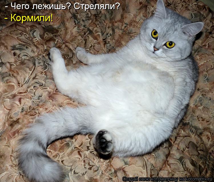 Котоматрица: - Чего лежишь? Стреляли? - Кормили!