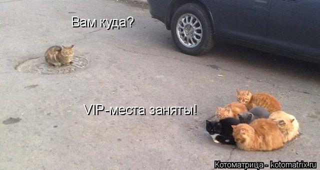 VIP-места заняты! Вам куда?... Котоматрица: VIP-места заняты! Вам куда?