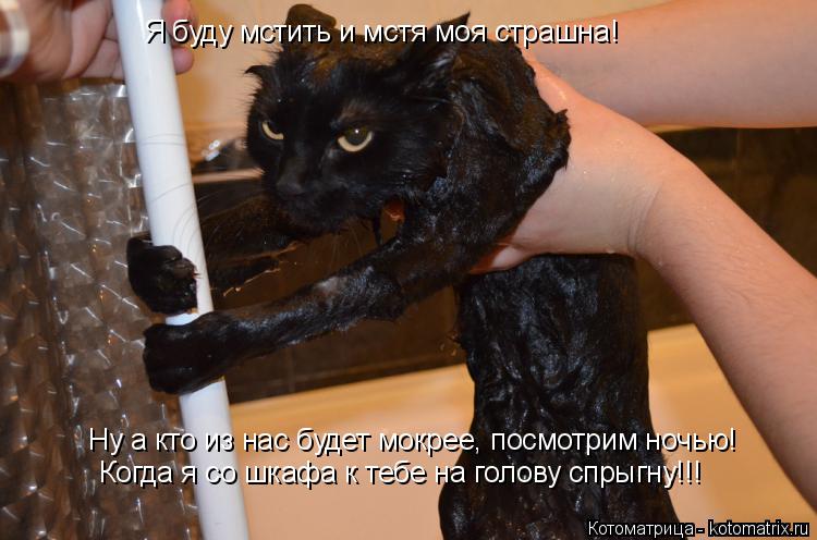 Ну а кто из нас будет мокрее, посмотрим ночью! Когда я со шкафа к тебе на голову спрыгну!!! Я буду мс... Котоматрица: Ну а кто из нас будет мокрее, посмотрим ночью! Когда я со шкафа к тебе на голову спрыгну!!! Я буду мстить и мстя моя страшна!
