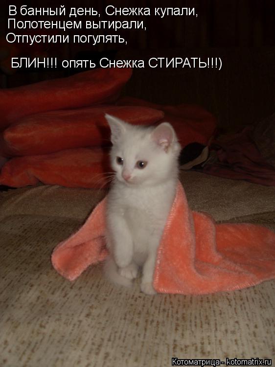 Котоматрица: В банный день, Снежка купали, Полотенцем вытирали, Отпустили погулять, БЛИН!!! опять Снежка СТИРАТЬ!!!)