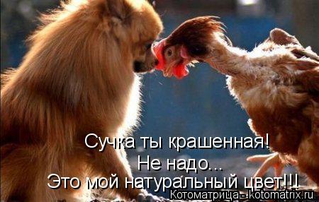 Сучка ты крашенная! Не надо... Это мой натуральный цвет!!!... Котоматрица: Сучка ты крашенная! Не надо... Это мой натуральный цвет!!!