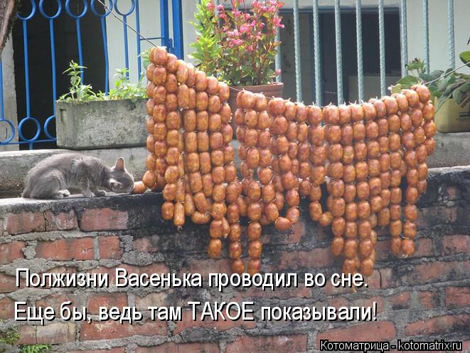 Полжизни Васенька проводил во сне. Еще бы, ведь там ТАКОЕ показывали!... Котоматрица: Полжизни Васенька проводил во сне. Еще бы, ведь там ТАКОЕ показывали!