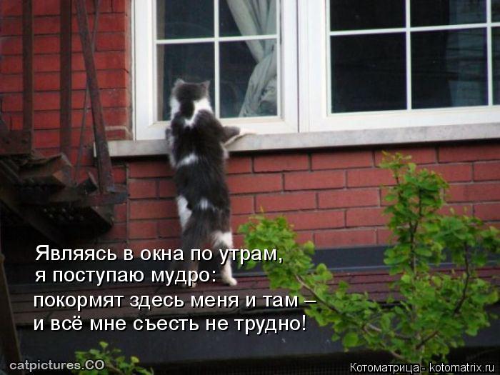 Котоматрица: я поступаю мудро: Являясь в окна по утрам, покормят здесь меня и там –  и всё мне съесть не трудно!