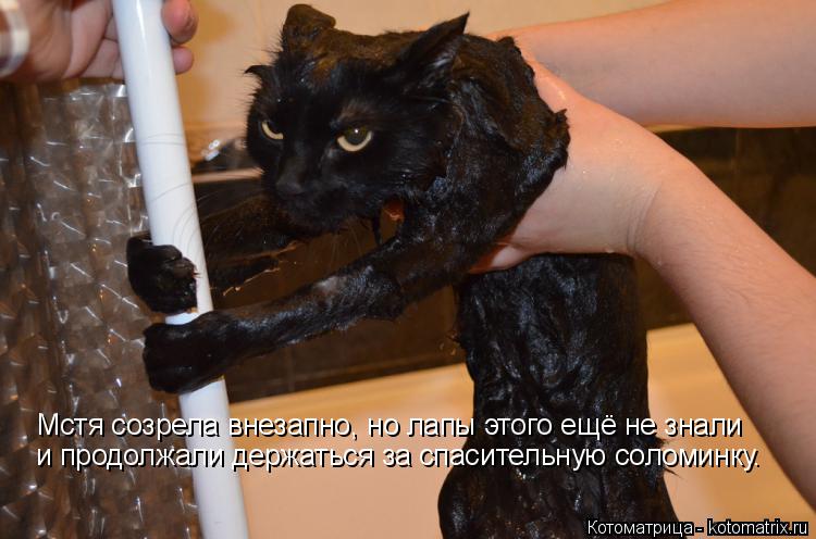 Мстя созрела внезапно, но лапы этого ещё не знали и продолжали держаться за спасительную соломинку.... Котоматрица: Мстя созрела внезапно, но лапы этого ещё не знали и продолжали держаться за спасительную соломинку.