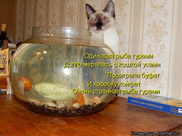 Котоматрица: Одинокая рыба гурами Долго мерялась с кошкой усами Проиграла буфет И коробку конфет Очень странная рыба гурами