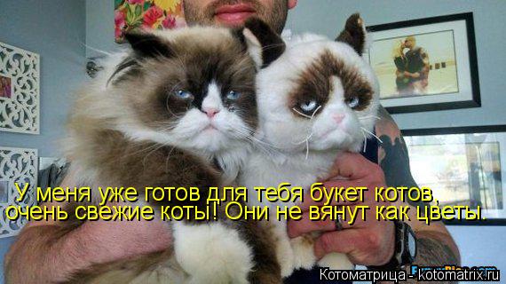 Котоматрица: У меня уже готов для тебя букет котов, очень свежие коты! Они не вянут как цветы.
