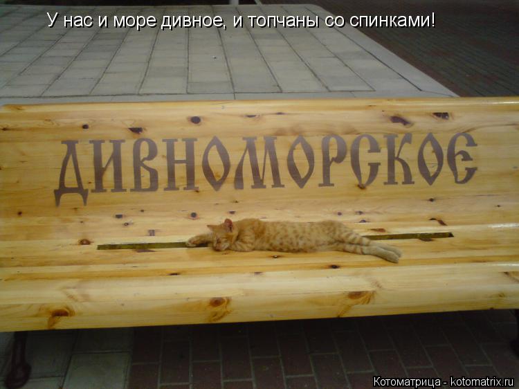 У нас и море дивное, и топчаны со спинками!... Котоматрица: У нас и море дивное, и топчаны со спинками!