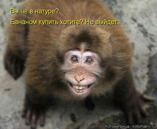 Котоматрица: Вы чё в натуре? Бананом купить хотите? Не выйдет...