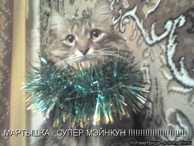 Котоматрица: МАРТЫШКА...СУПЕР МЭЙНКУН !!!!!!!!!!!!!!!!!!!!!!!!