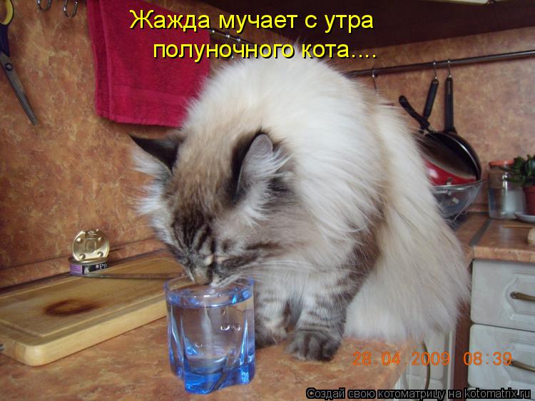 Котоматрица: Жажда мучает с утра полуночного кота....