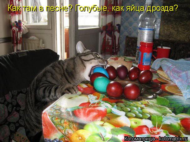Как там в песне? Голубые, как яйца дрозда?... Котоматрица: Как там в песне? Голубые, как яйца дрозда?