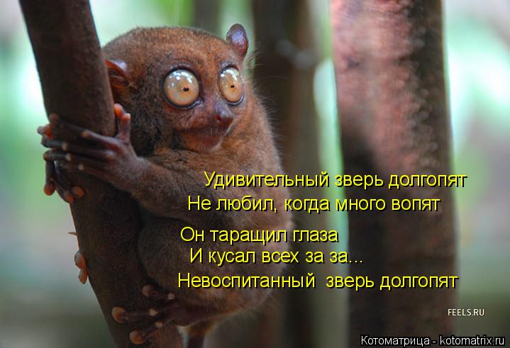 Котоматрица: Удивительный зверь долгопят Не любил, когда много вопят Он таращил глаза И кусал всех за за... Невоспитанный  зверь долгопят