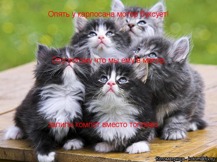 Котоматрица: Опять у карлосана мотор буксует! залили компот вместо топливо Это потому что мы ему в матор,
