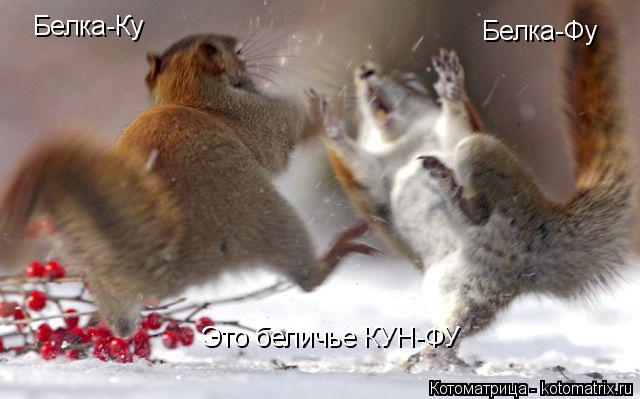 Белка-Ку Белка-Фу Это беличье КУН-ФУ... Котоматрица: Белка-Ку Белка-Фу Это беличье КУН-ФУ