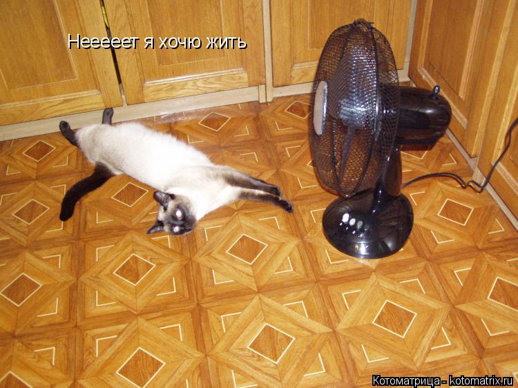 Котоматрица: Нееееет я хочю жить
