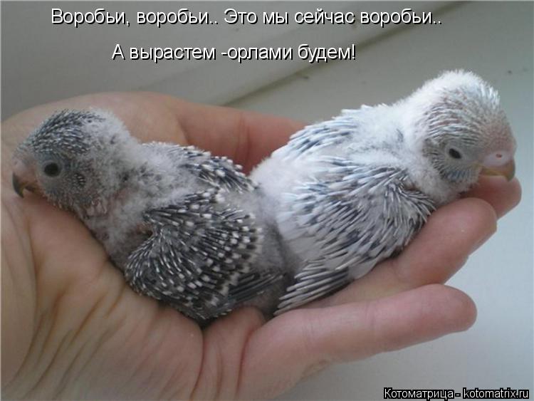 Котоматрица: Воробьи, воробьи.. Это мы сейчас воробьи.. А вырастем -орлами будем!