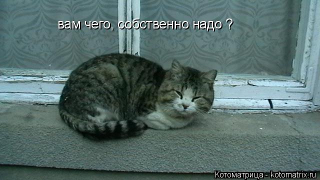 Котоматрица: вам чего, собственно надо ?