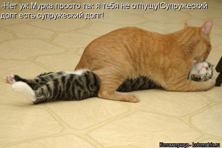 Котоматрица: -Нет уж,Мурка,просто так я тебя не отпущу!Супружеский долг есть супружеский долг!