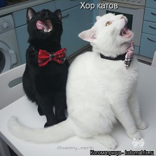 Котоматрица: Хор катов