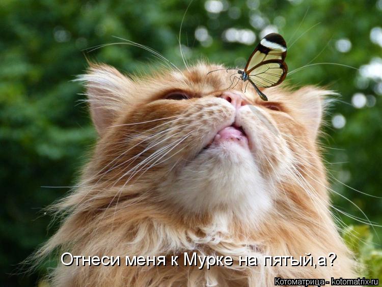 Котоматрица: Отнеси меня к Мурке на пятый,а?