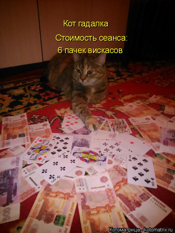 Кот гадалка Стоимость сеанса: 6 пачек вискасов... Котоматрица: Кот гадалка Стоимость сеанса: 6 пачек вискасов