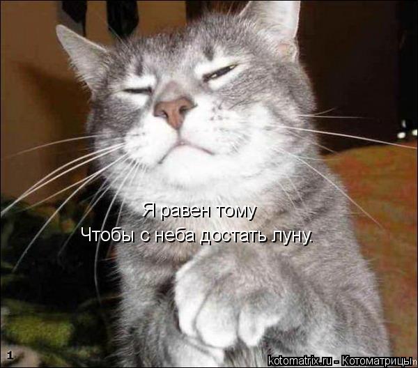 Я равен тому Чтобы с неба достать луну.... Котоматрица: Я равен тому Чтобы с неба достать луну.