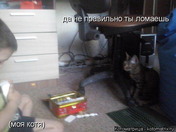 Котоматрица: да не правильно ты ломаешь (моя котя)