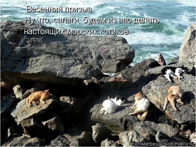Котоматрица: Весенний призыв.  - Ну что, салаги, будем из вас делать настоящих морских котиков.