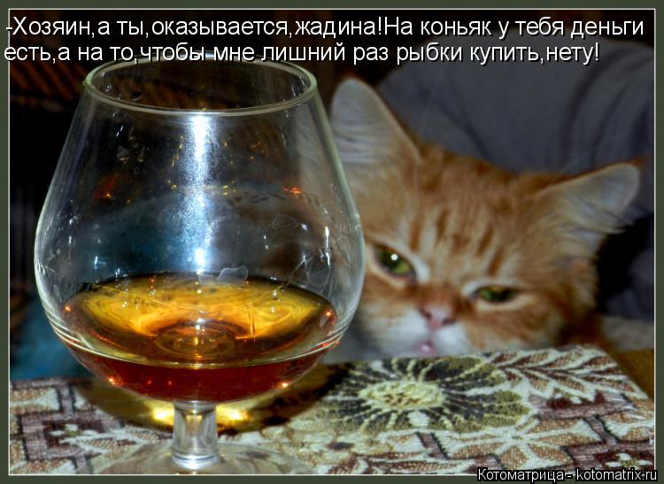 Котоматрица: -Хозяин,а ты,оказывается,жадина!На коньяк у тебя деньги есть,а на то,чтобы мне лишний раз рыбки купить,нету!