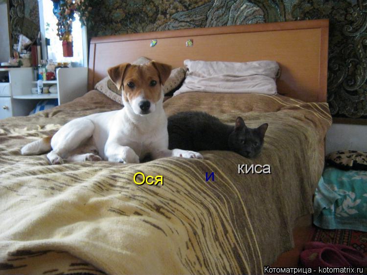 Котоматрица: Ося и киса