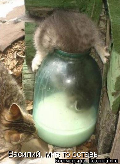Котоматрица: Василий, мне то оставь