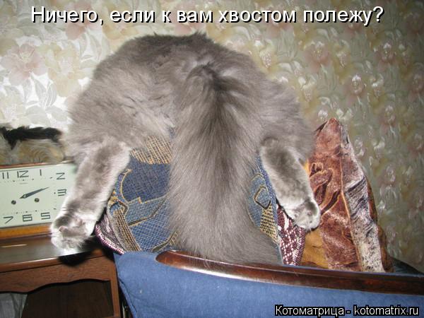 Котоматрица: Ничего, если к вам хвостом полежу?