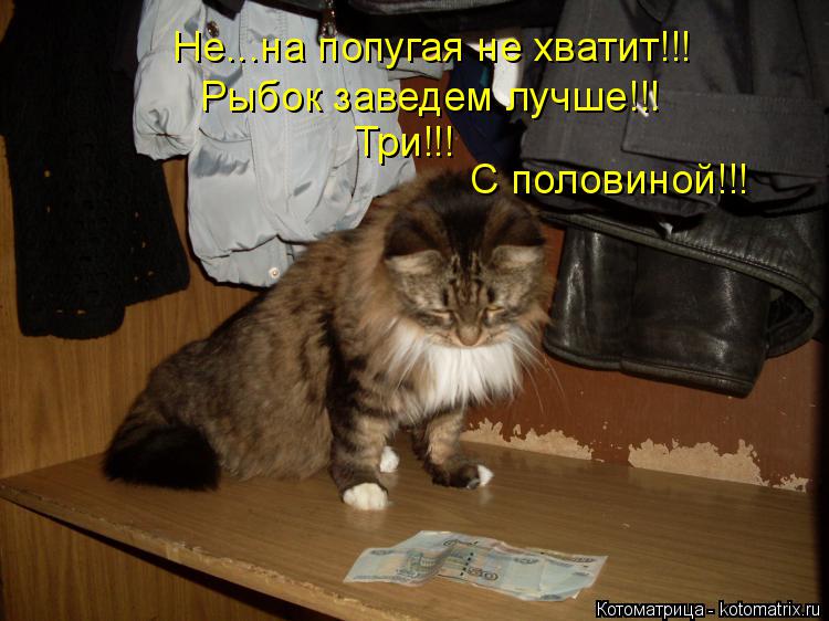 Котоматрица: Не...на попугая не хватит!!! Рыбок заведем лучше!!! Три!!! С половиной!!!